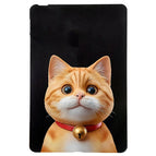 Shorthair Cat